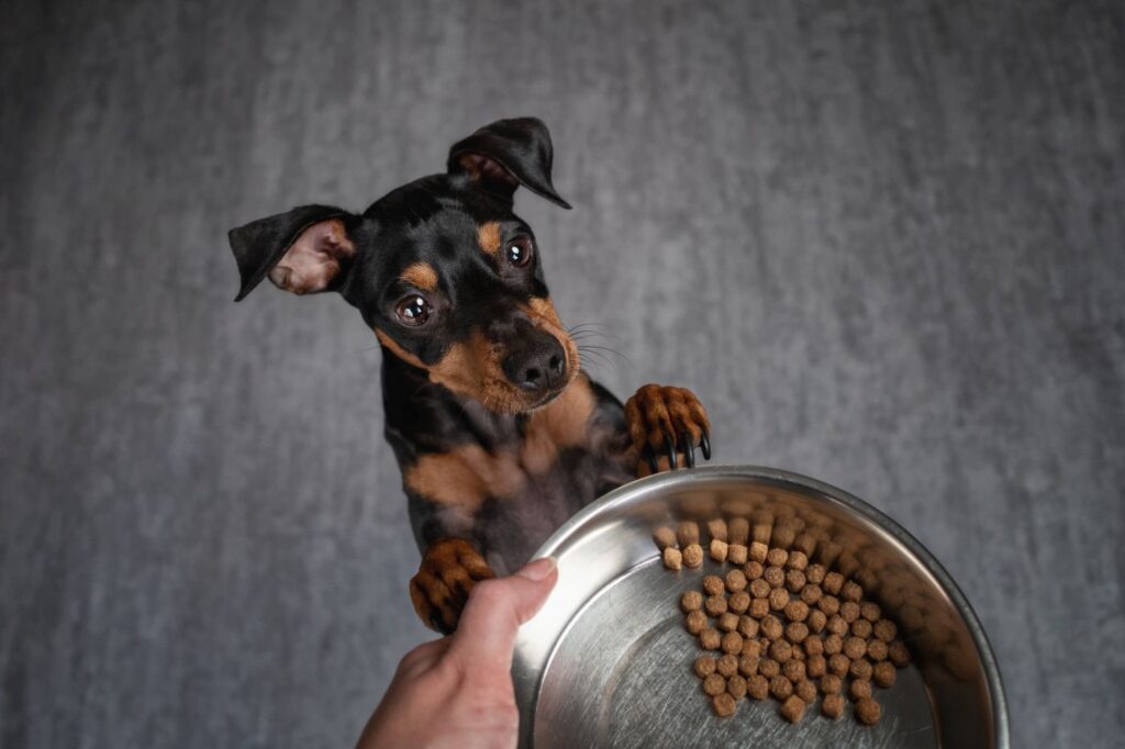 cucciolo dobermann con crocchette