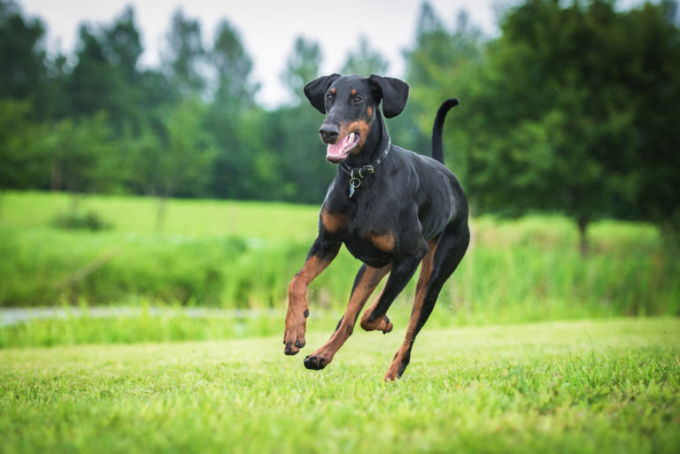 dobermann-pinscher-2-768×513 dobermann-pinscher-2-768×513