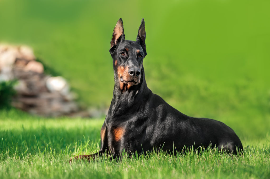 dobermann-pinscher-im-grass-1024×681