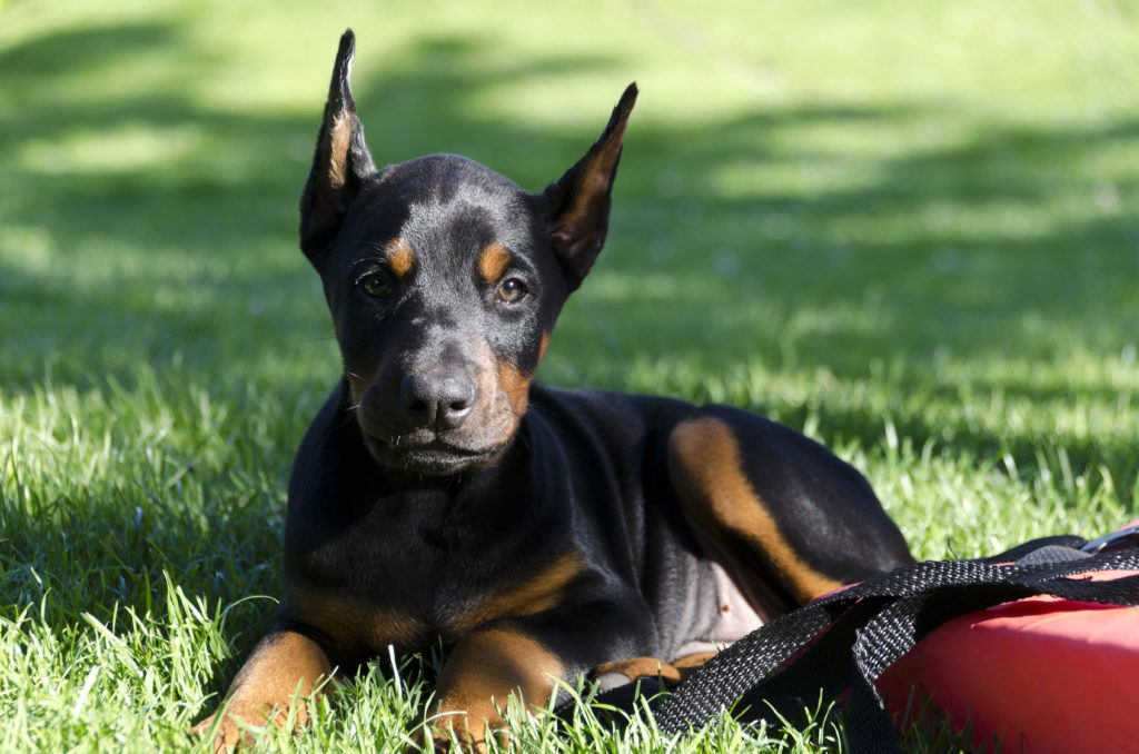 dobermann-pinscher-welpe-1024×678 terry / stock.adobe.com