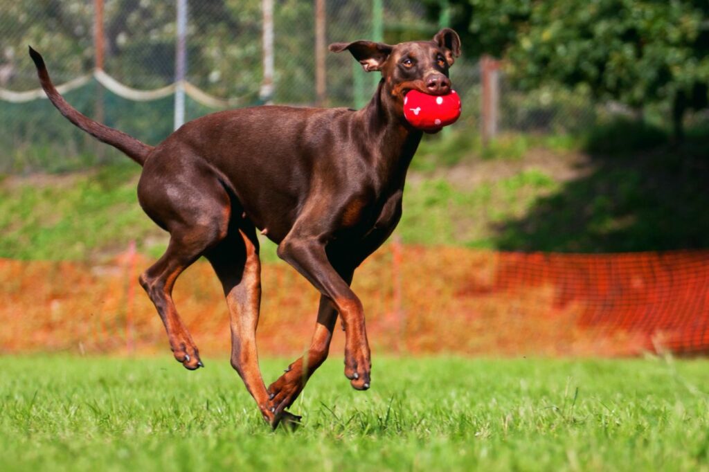 femmina dobermann corre con giocattolo in bocca