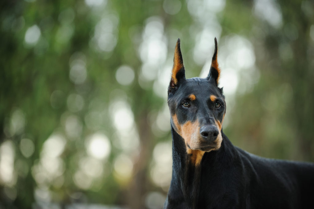schwarz-und-rot-dobermann-pinscher-portrait-1024×681