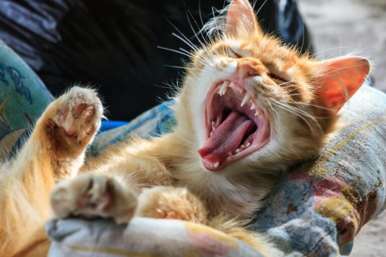 AdobeStock_130919537-768×512 gatto cambia i denti