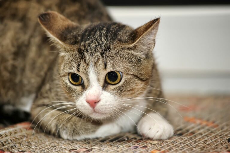 AdobeStock_181952926-768×511 psicologia felina