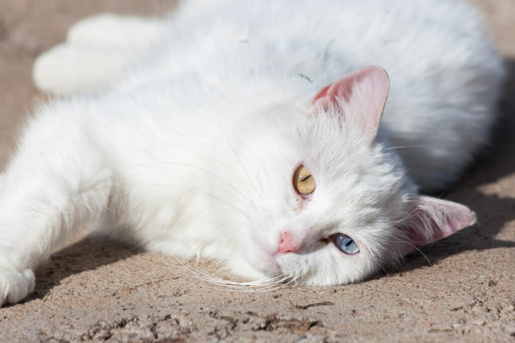 AdobeStock_257382010-1024×682