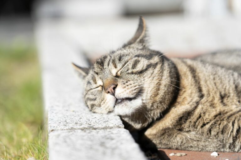 protezione solare per gatti