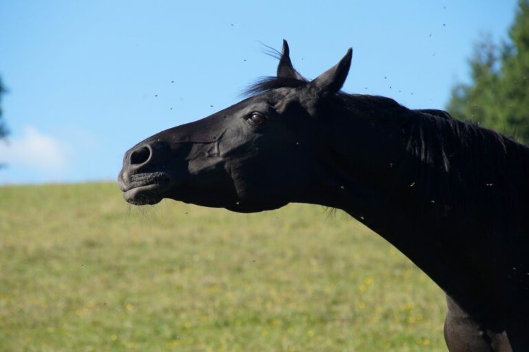 AdobeStock_411207972-768×512 dermatite estiva nel cavallo