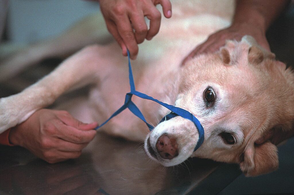 hund-maulschlinge-tierarzt-1024×682