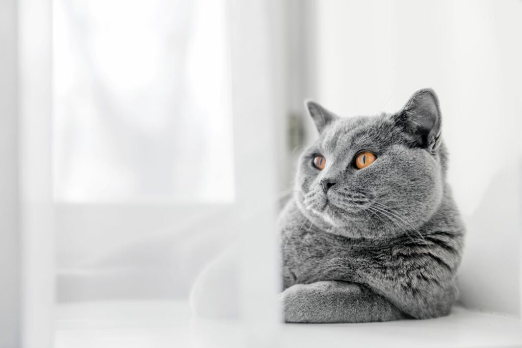 AdobeStock_133408100-1024×682