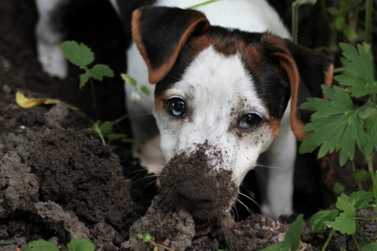cane scava in giardino