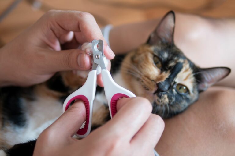 AdobeStock_267420411-768×512 tagliare le unghie al gatto