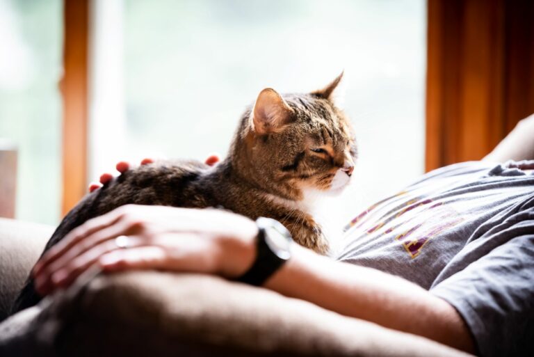 AdobeStock_304813059-768×513 il gatto ti vuole bene