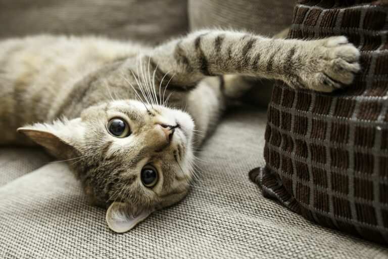 AdobeStock_57795509-768×512 gatto da appartamento