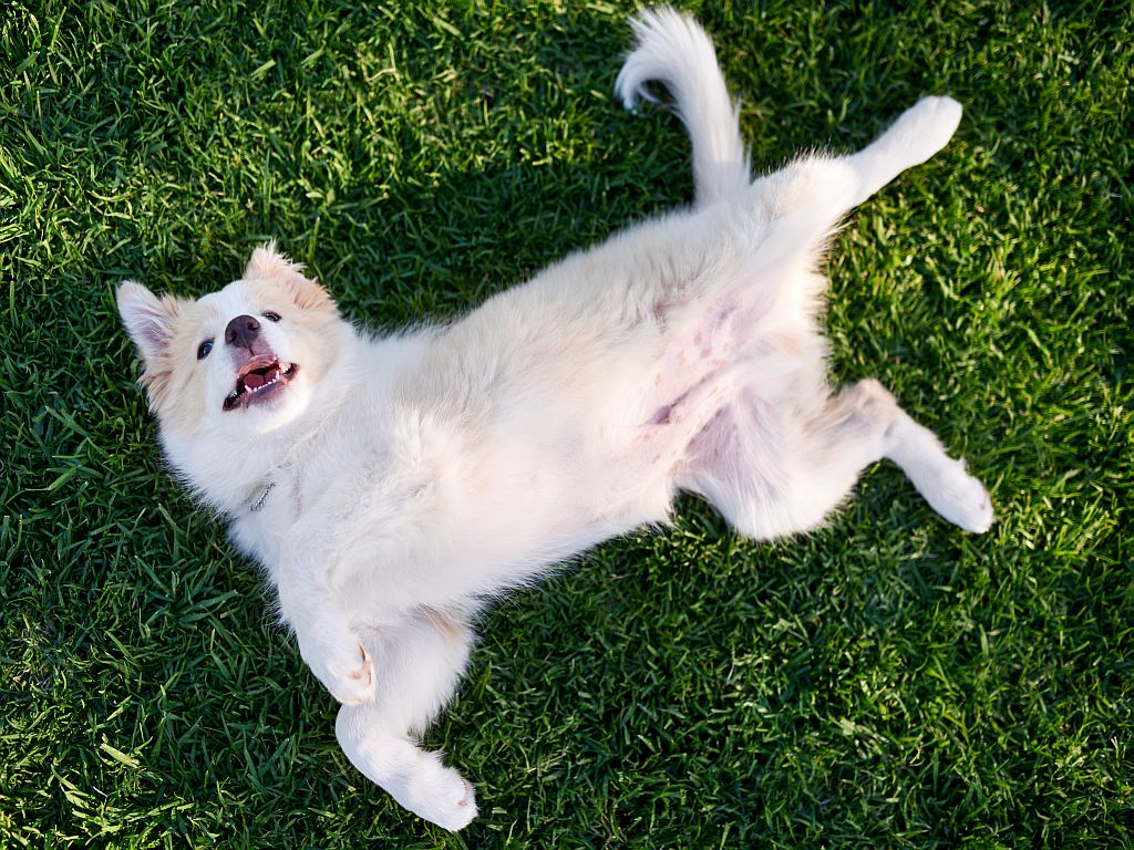 Puppy rolling on his back for belly rub