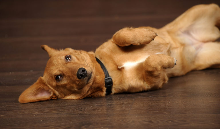 Red dog lying belly up flatulenza nel cane