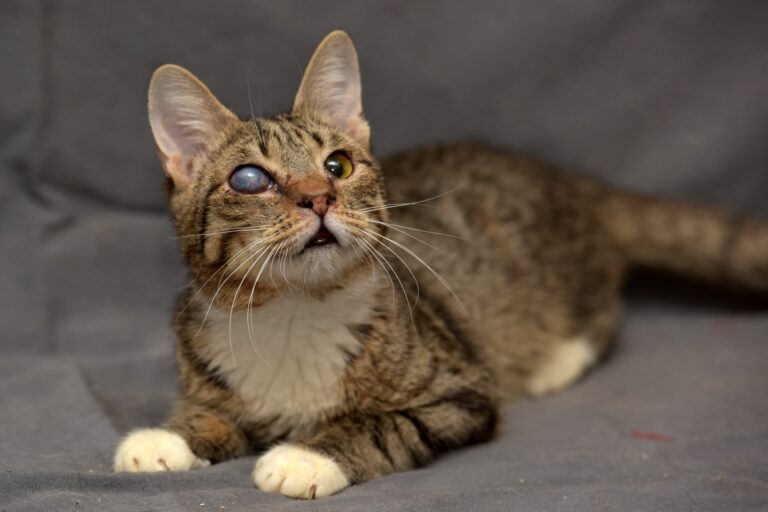 AdobeStock_145967483-768×512 gatto cieco