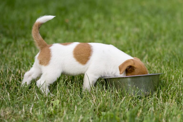 AdobeStock_214220210-768×512 quanto deve mangiare un cucciolo