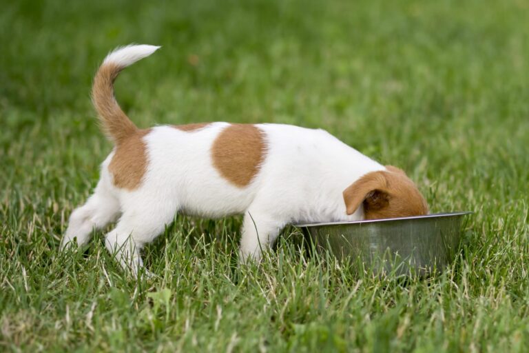 quanto deve mangiare un cucciolo