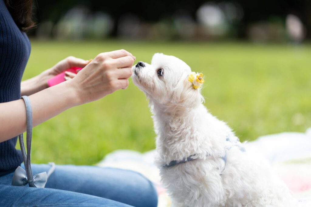 AdobeStock_272051031-1024×682