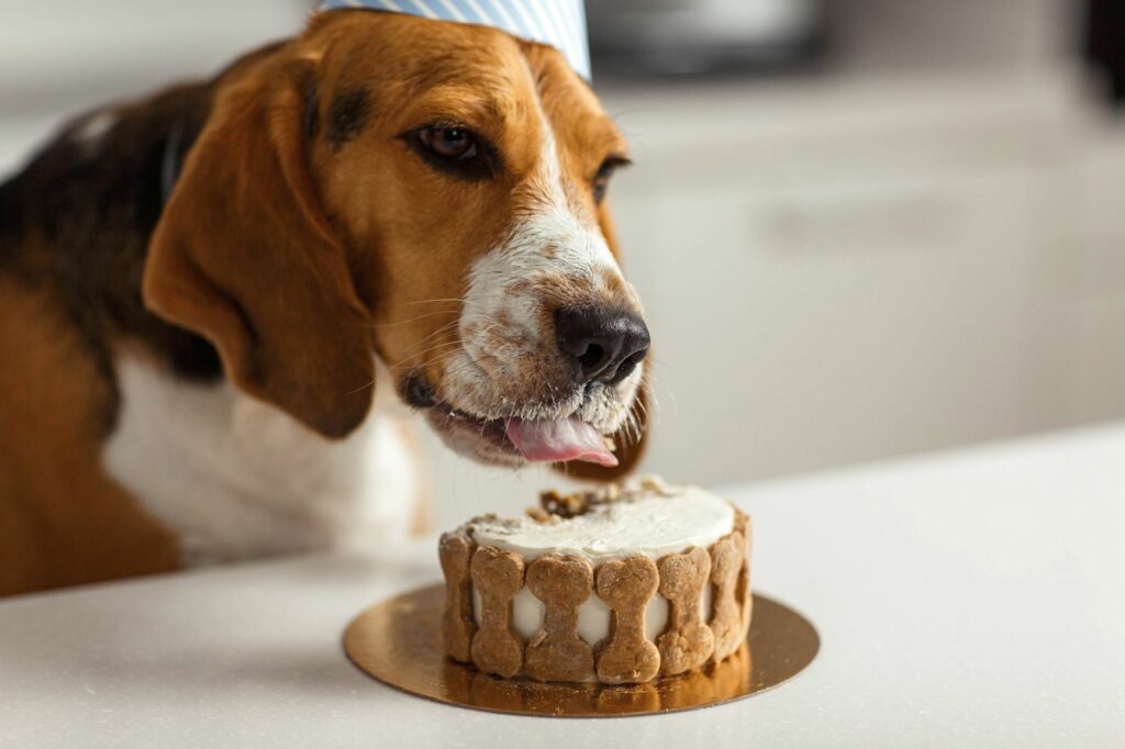 Torta di Compleanno per cani (tortina di riso al tonno) - RICETTE