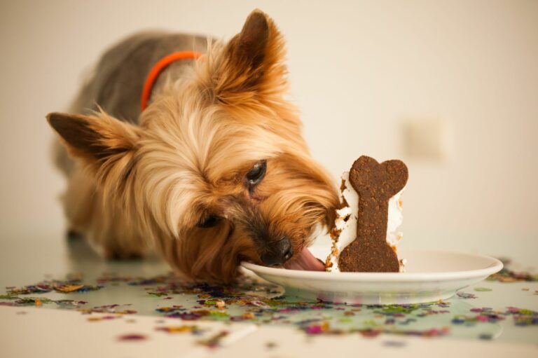 Torta di Compleanno per cani (tortina di riso al tonno) - RICETTE