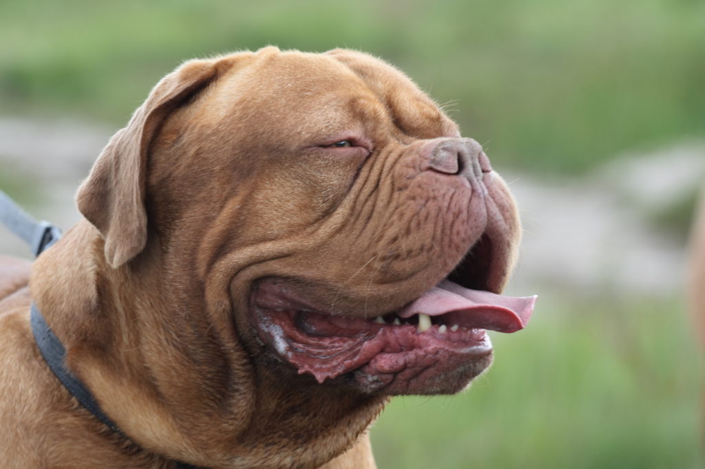 bandog assonnato