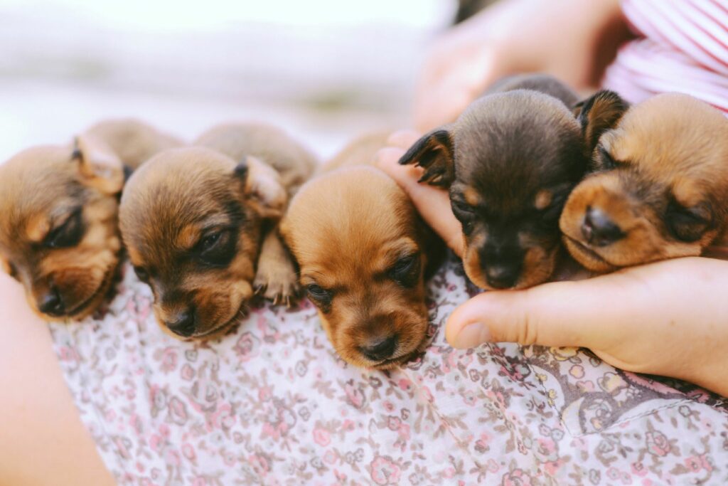 cuccioli piccolissimi