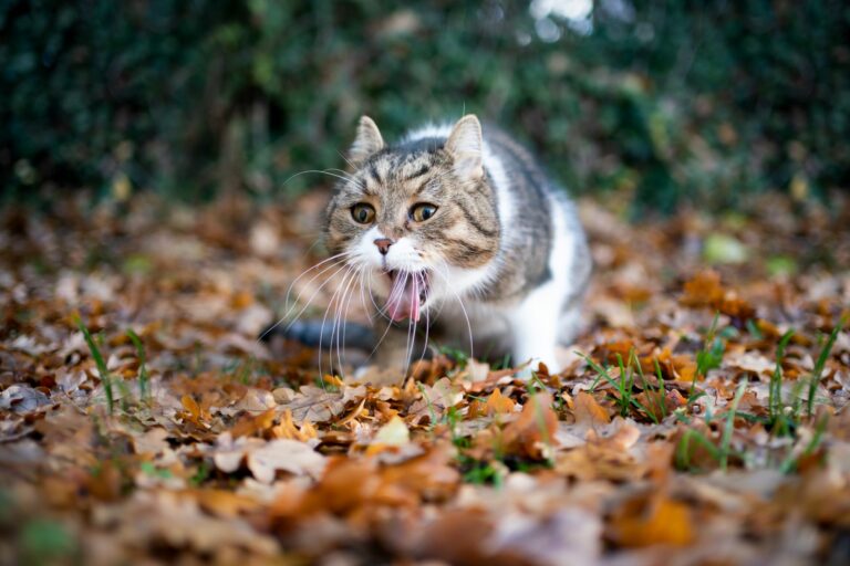 gatto avvelenato