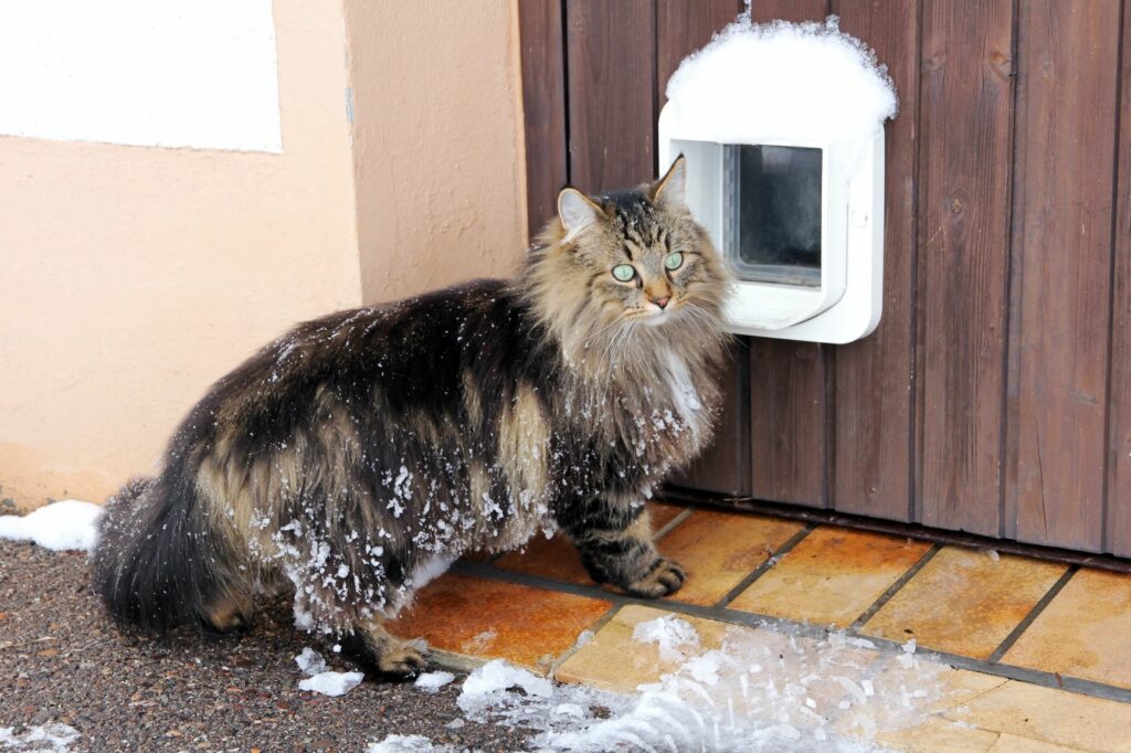 gatto sporco di neve