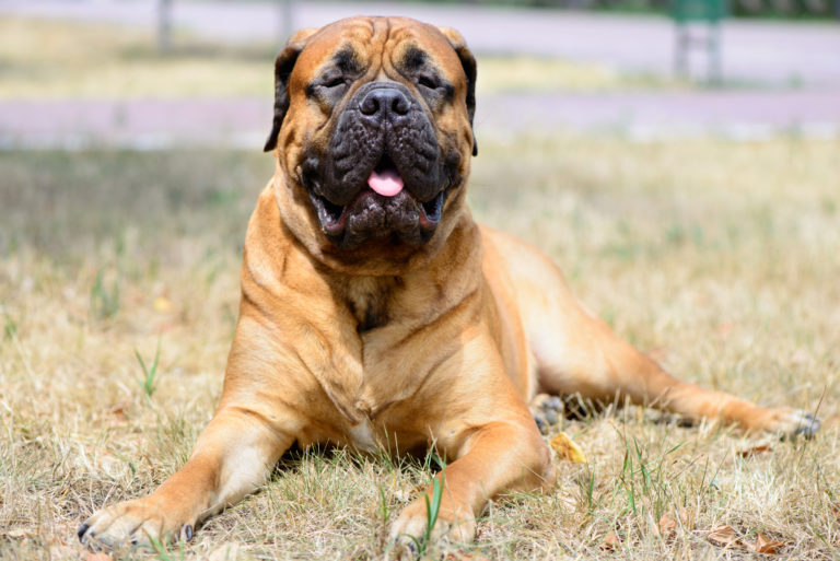 il bandog il Bandog