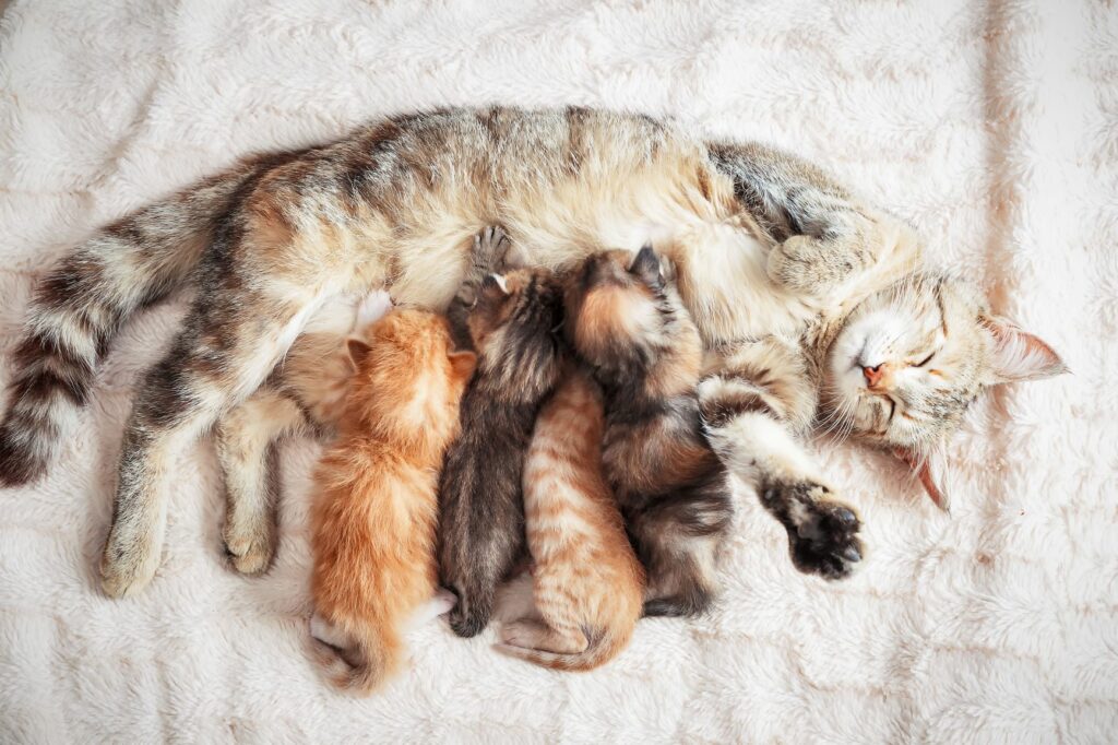 mamma gatto con micetti