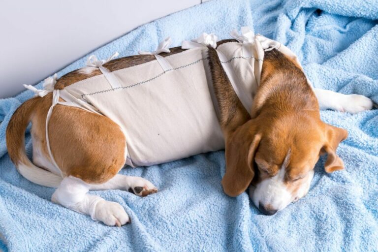 tumore alla mammella del cane tumore alla mammella del cane