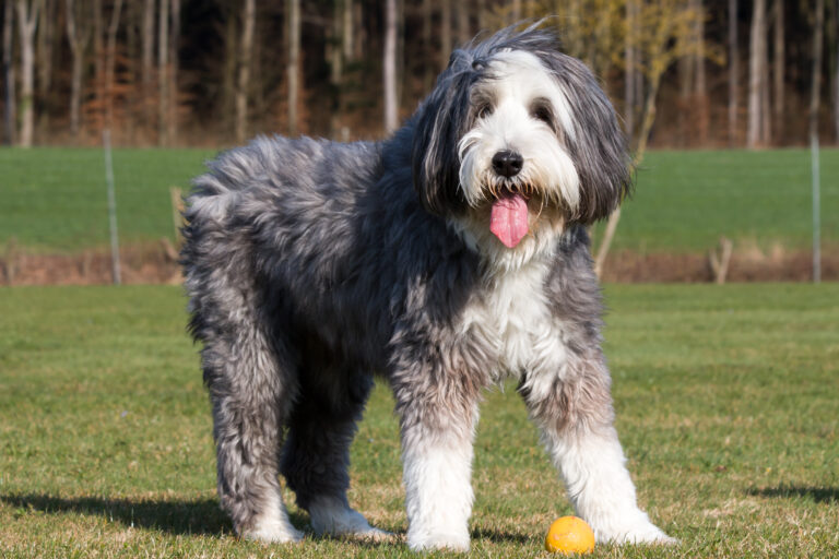 Bearded Collie Dog in Meadow Bearded collie