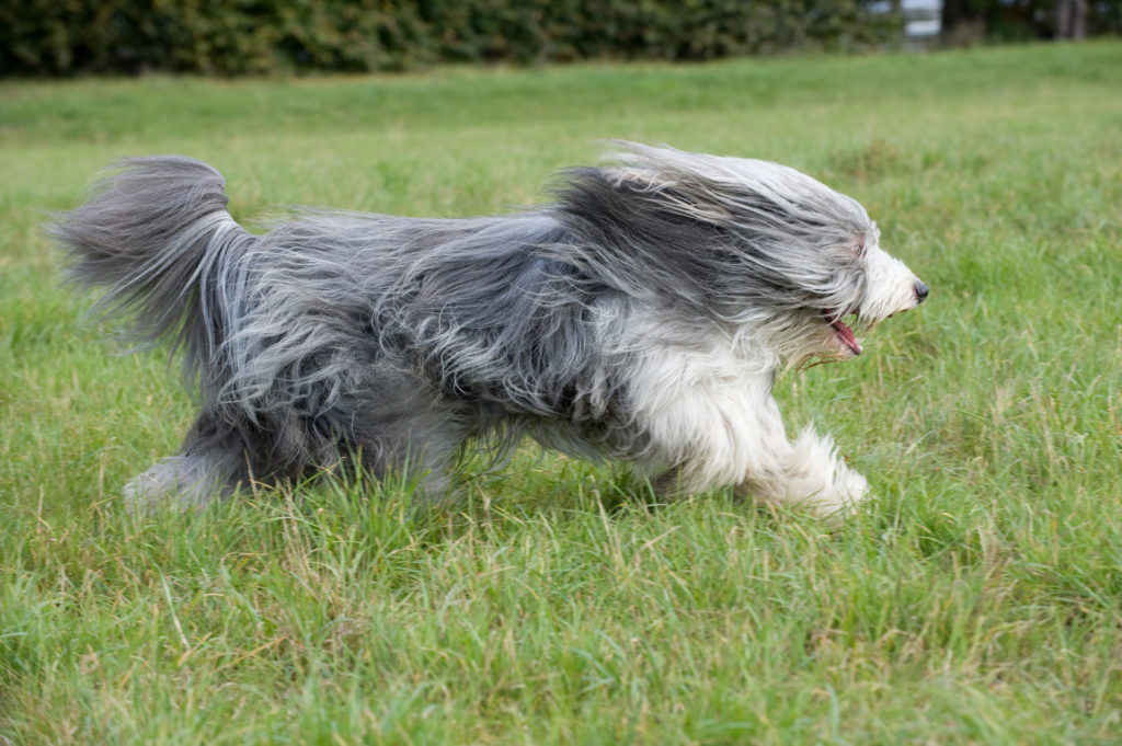 Bearded collie che corre