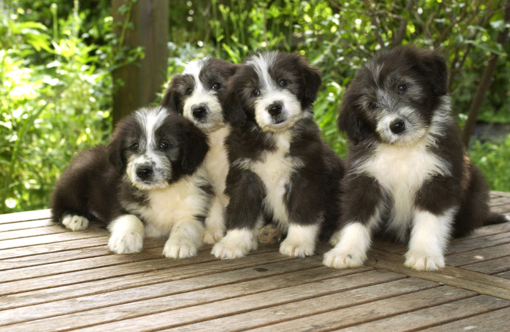 Cuccioli di bearded collie