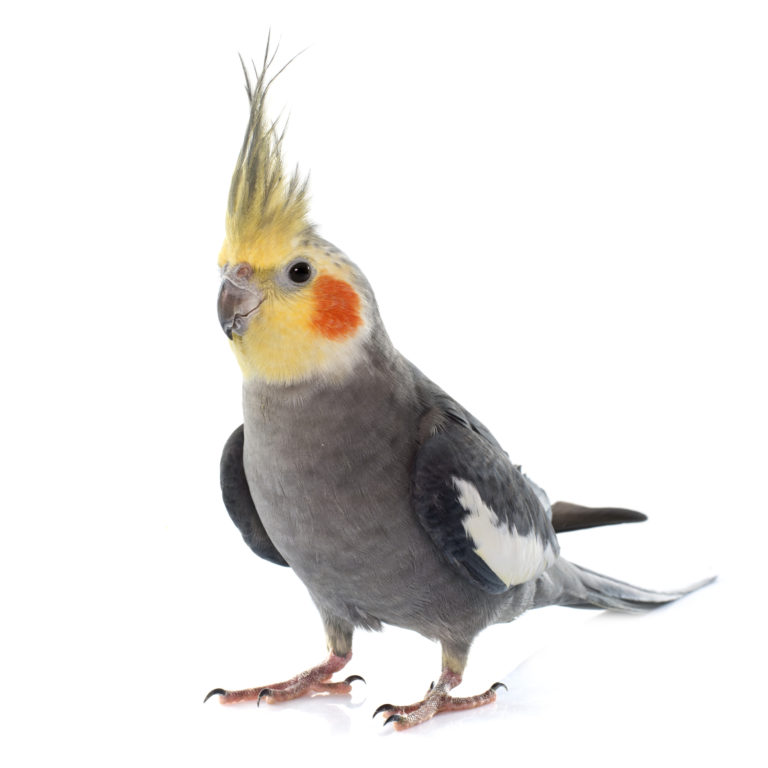 cacatua pappagallo cacatua