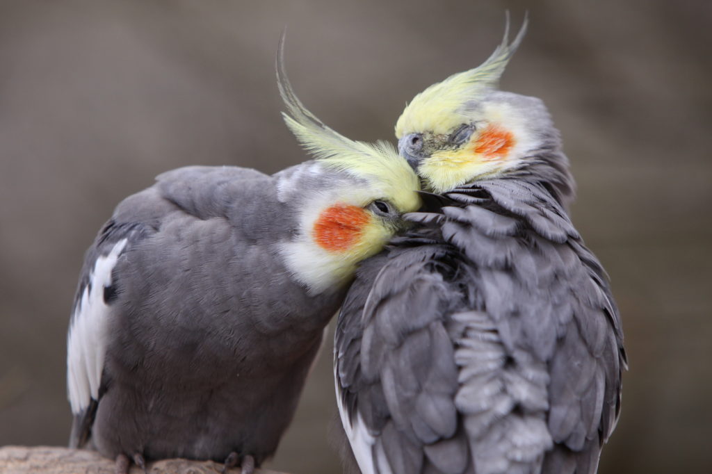 coppia di pappagallo cacatua