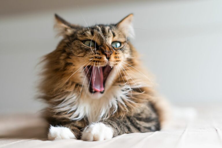 l’alitosi nel gatto l’alitosi nel gatto