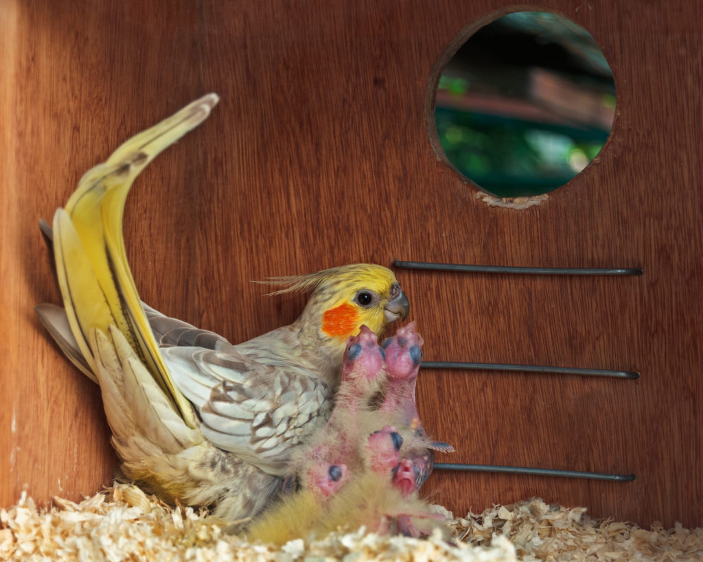 pappagallo cacatua in casetta