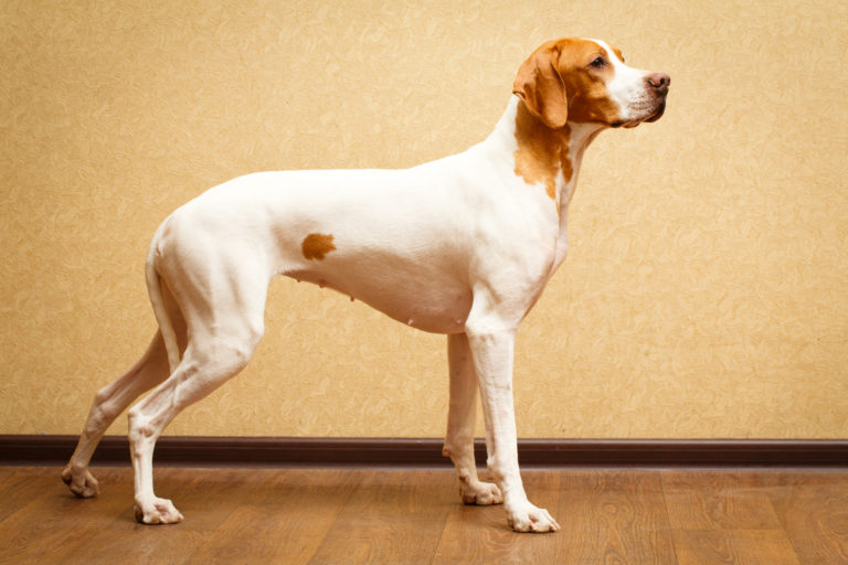 English Pointer pointer inglese