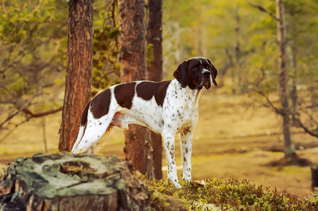pointer inglese nella foresta