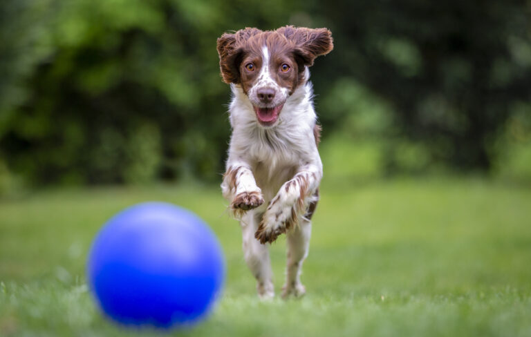 Riporto per cani