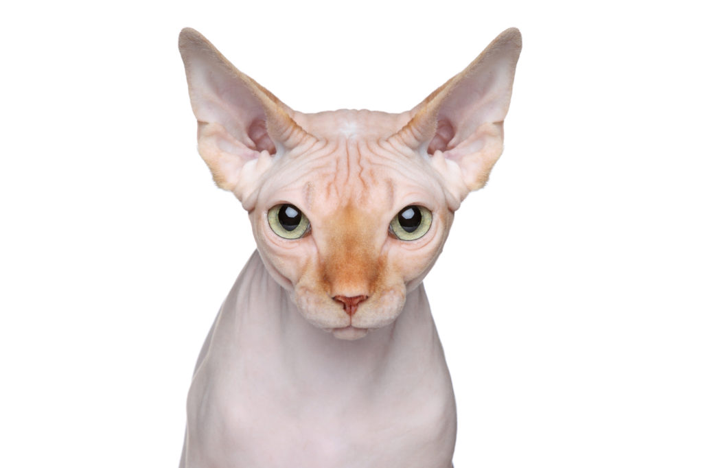 sphynx e occhioni