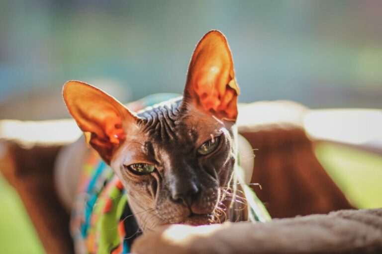 sphynx gatto Sphynx