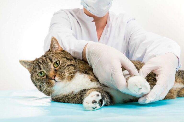 zampe dei gatti con ferite zampe dei gatti con ferite