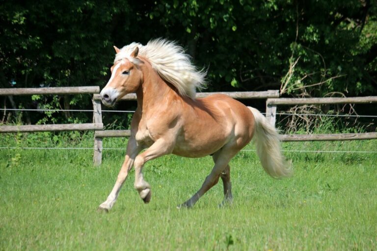 PONY pony