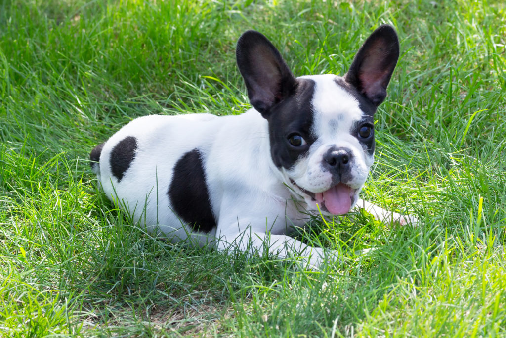 bulldog francese con linguetta di fuori