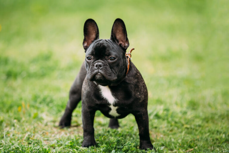 bulldog francese nero bulldog francese