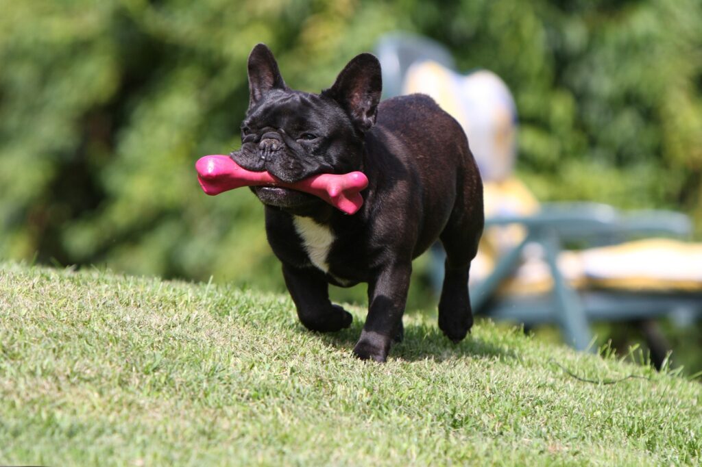 bulldog francese nero gioca con osso