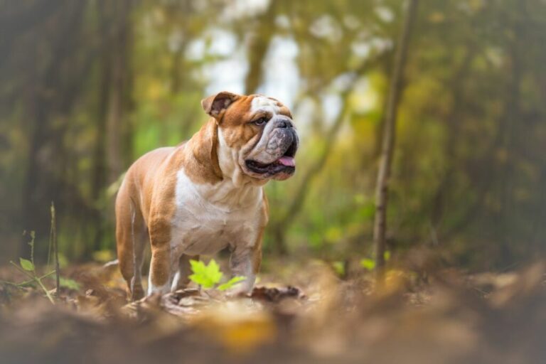 English Bulldog Dog at the forest bulldog inglese